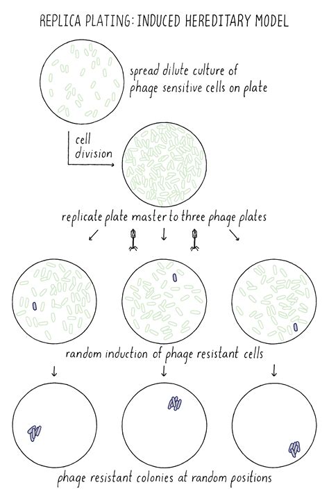 replica plate experiment are mutations random
